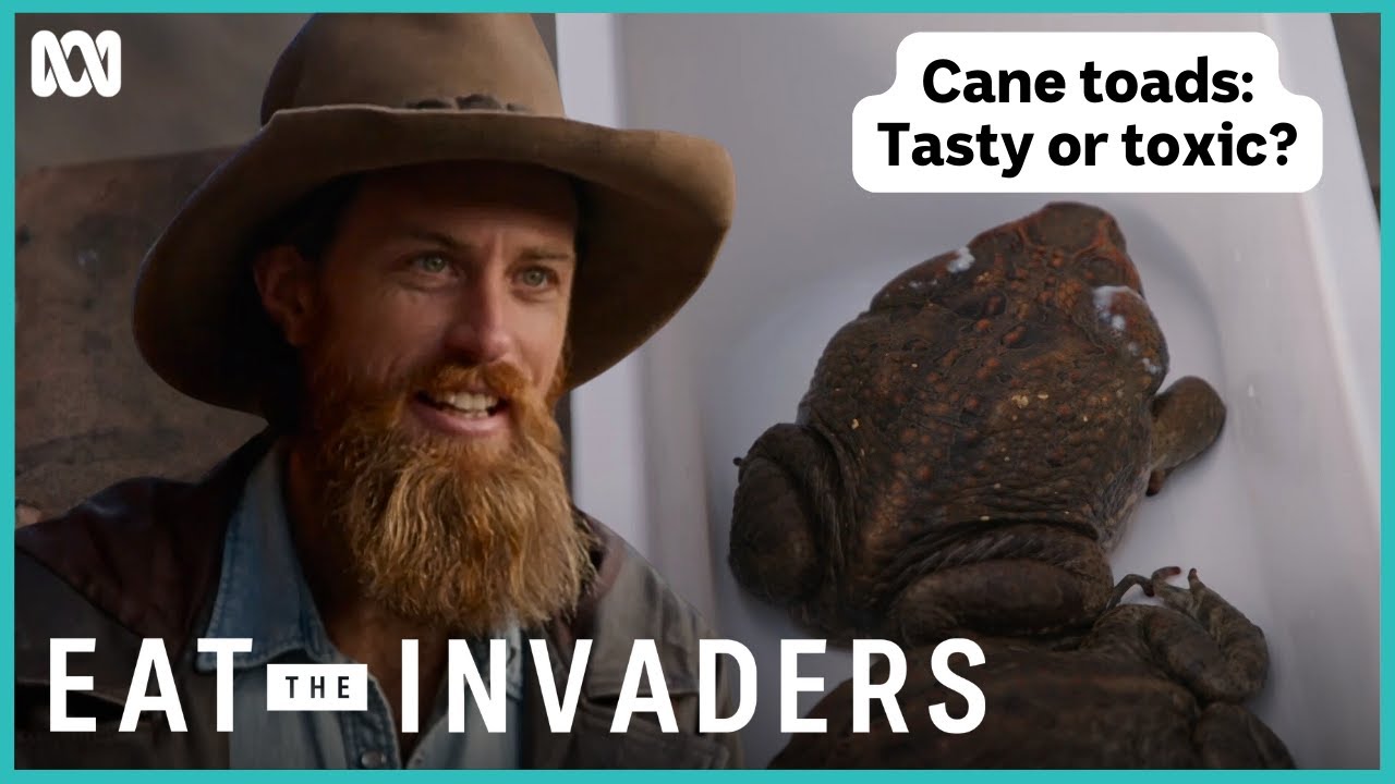 Can cane toads be eaten? | Eat The Invaders | ABC iview