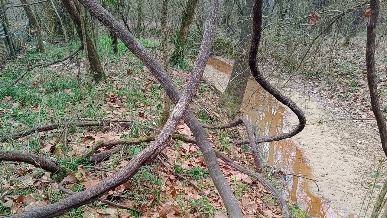 The Bramble and the Trees: Why Nations Choose the Wrong Leaders 