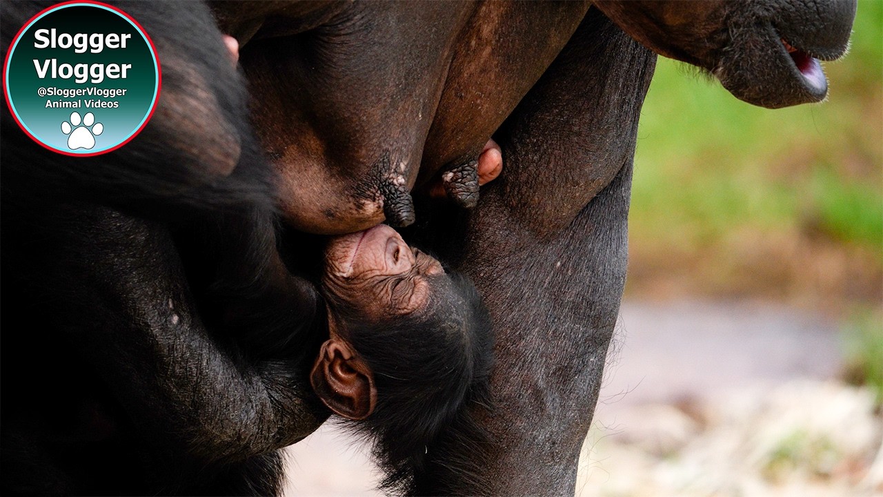 Alice’s Baby Surprise: Special Chester Zoo Update (The whole picture)