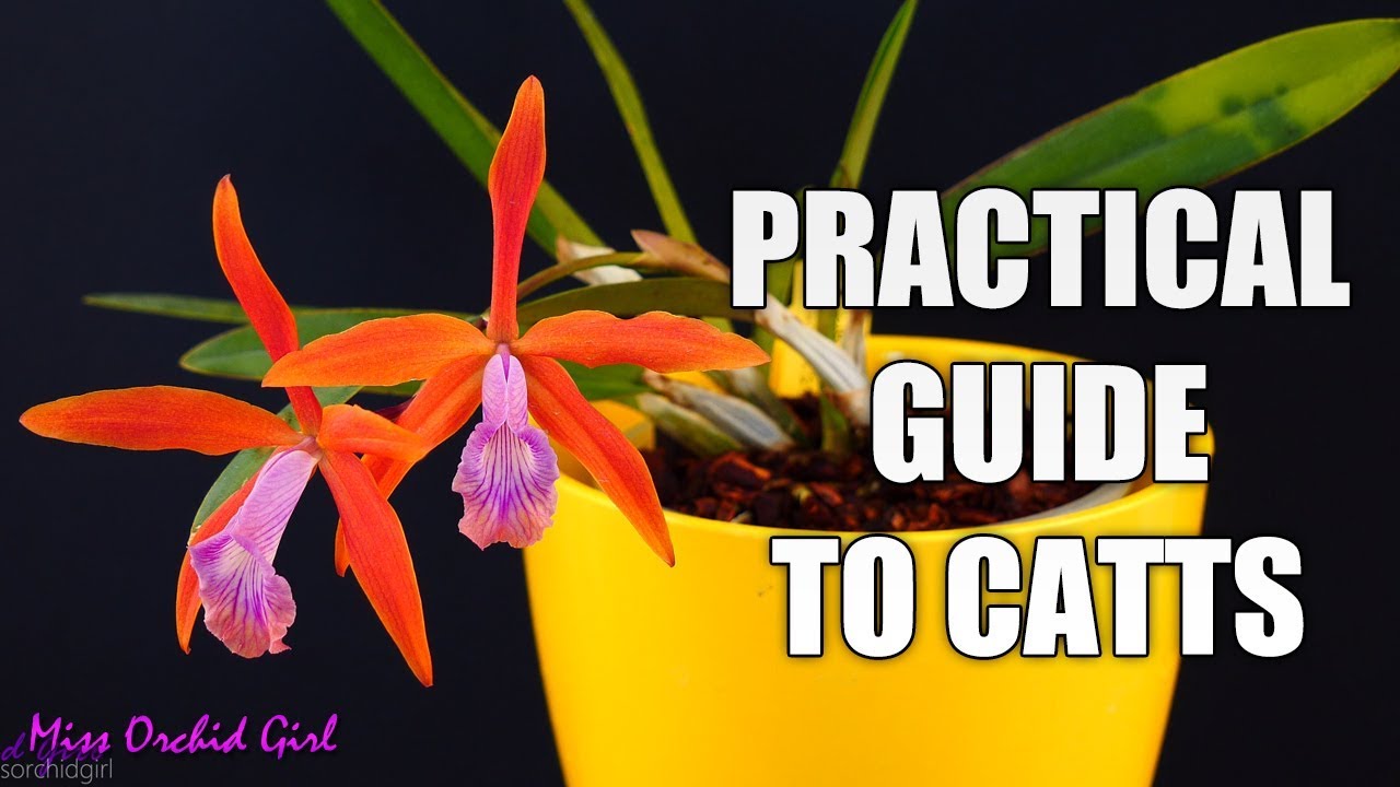 Practical guide to growing Cattleya Orchids - What culture sheets don't tell you