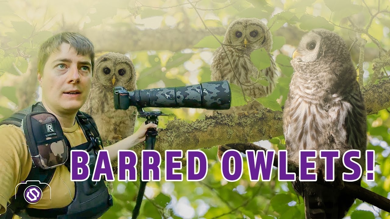 Photographing Adorable Barred Owlets – Nikon Z8. Nikkor Z 180-600