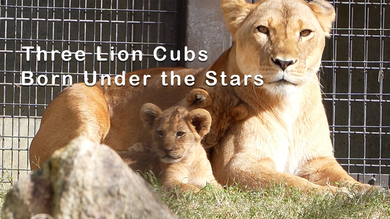 Lion Cubs Born in Japan | The Summer Triangle Story ／Toyohashi Zoo & Botanical Park（non_hoi_park）／4K