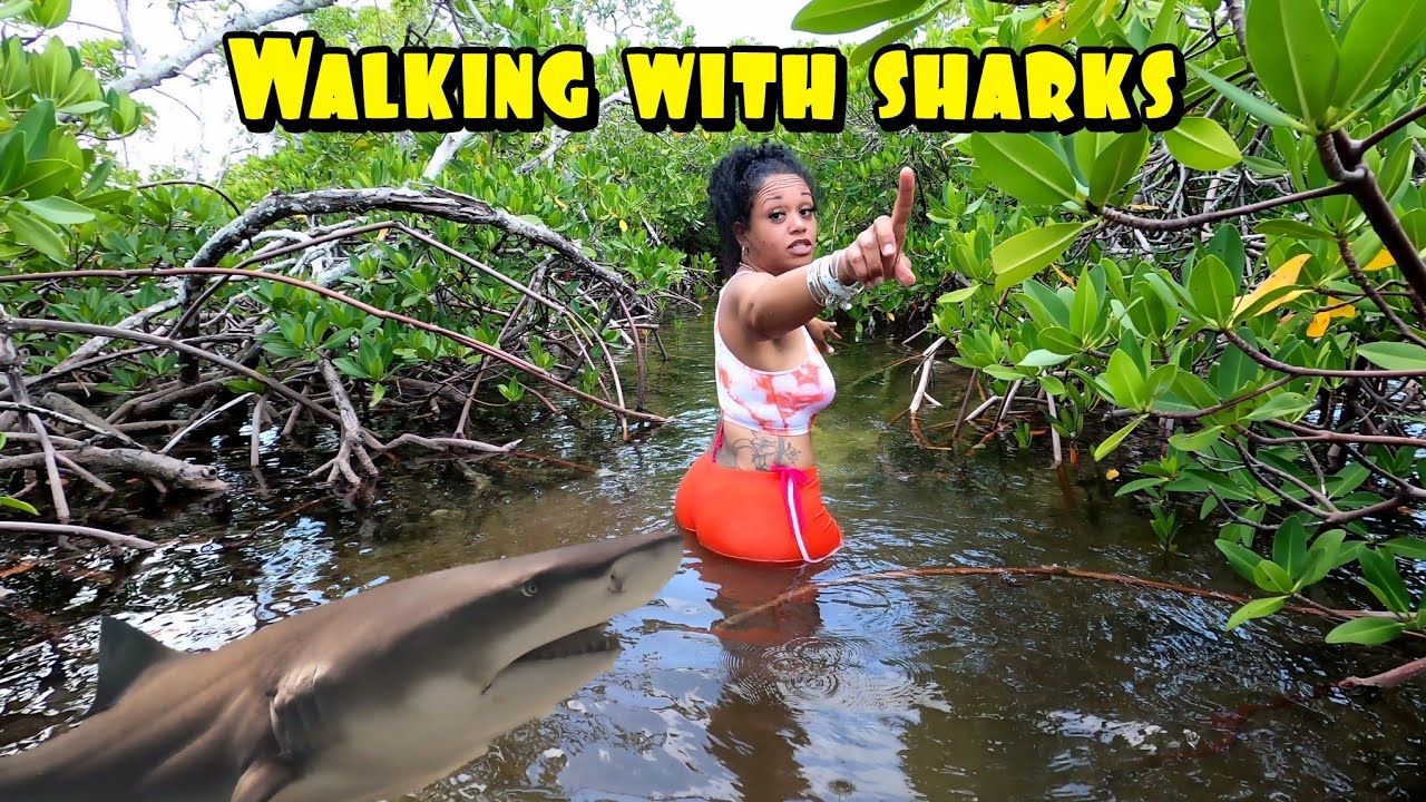 Bimini Healing Hole & lots of SHARKS!