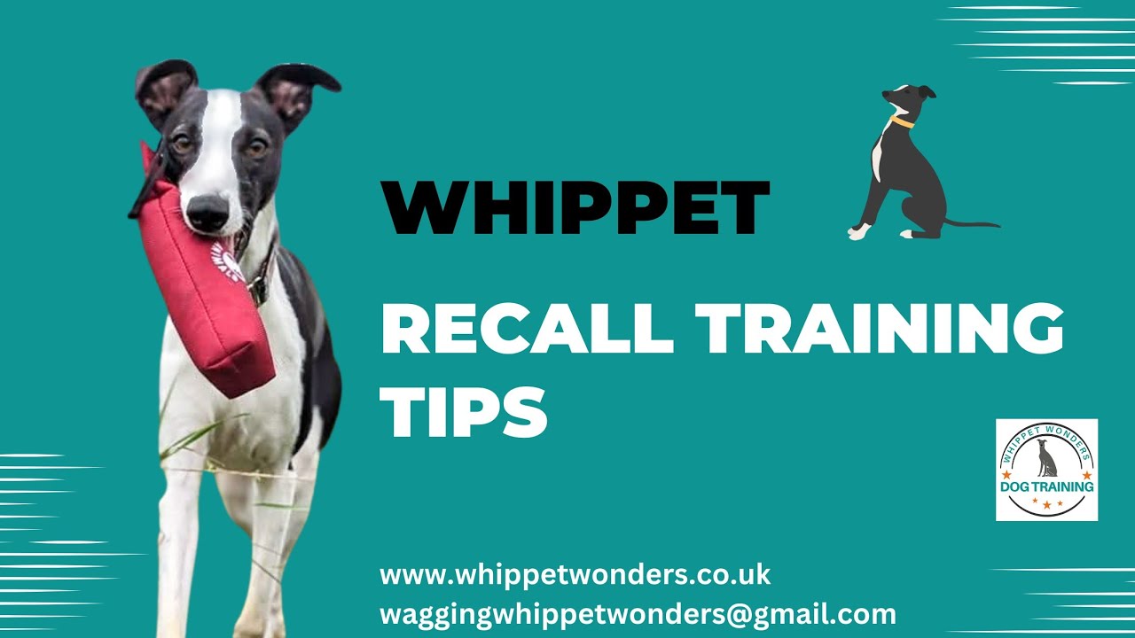 Recall Training Tips For Your Whippet
