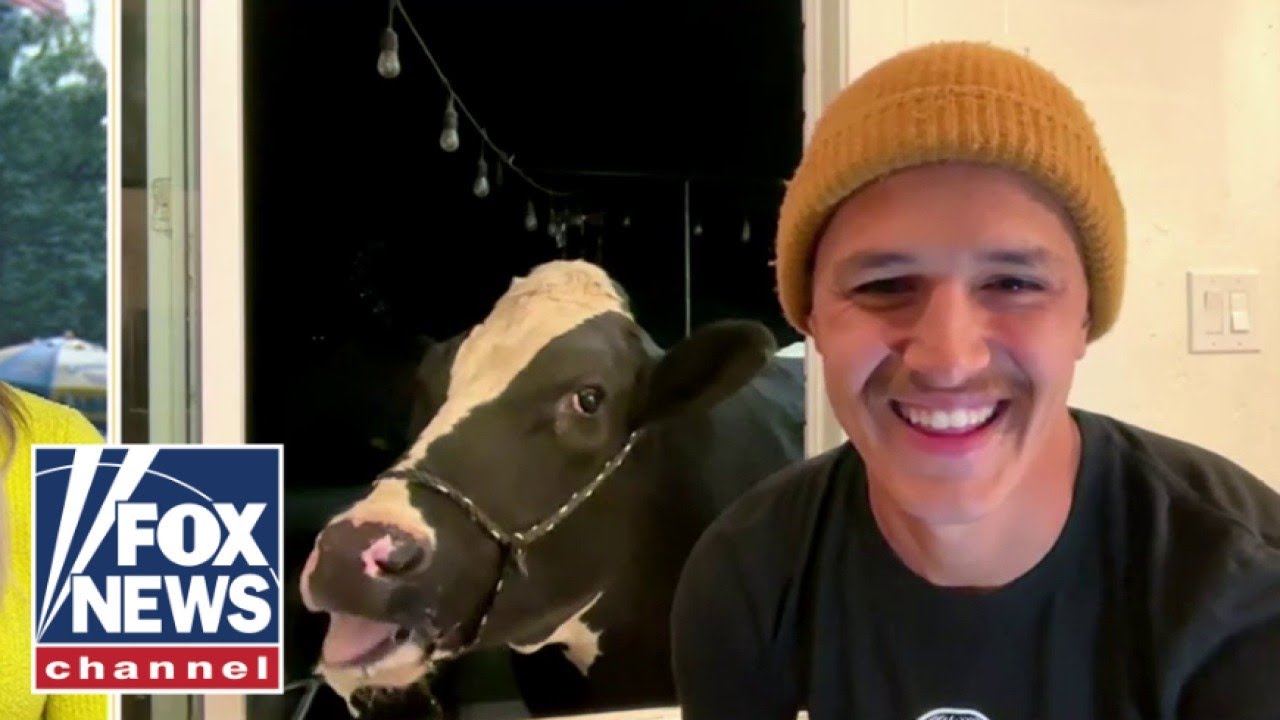Pet cow gains herd of online followers with messy eating videos