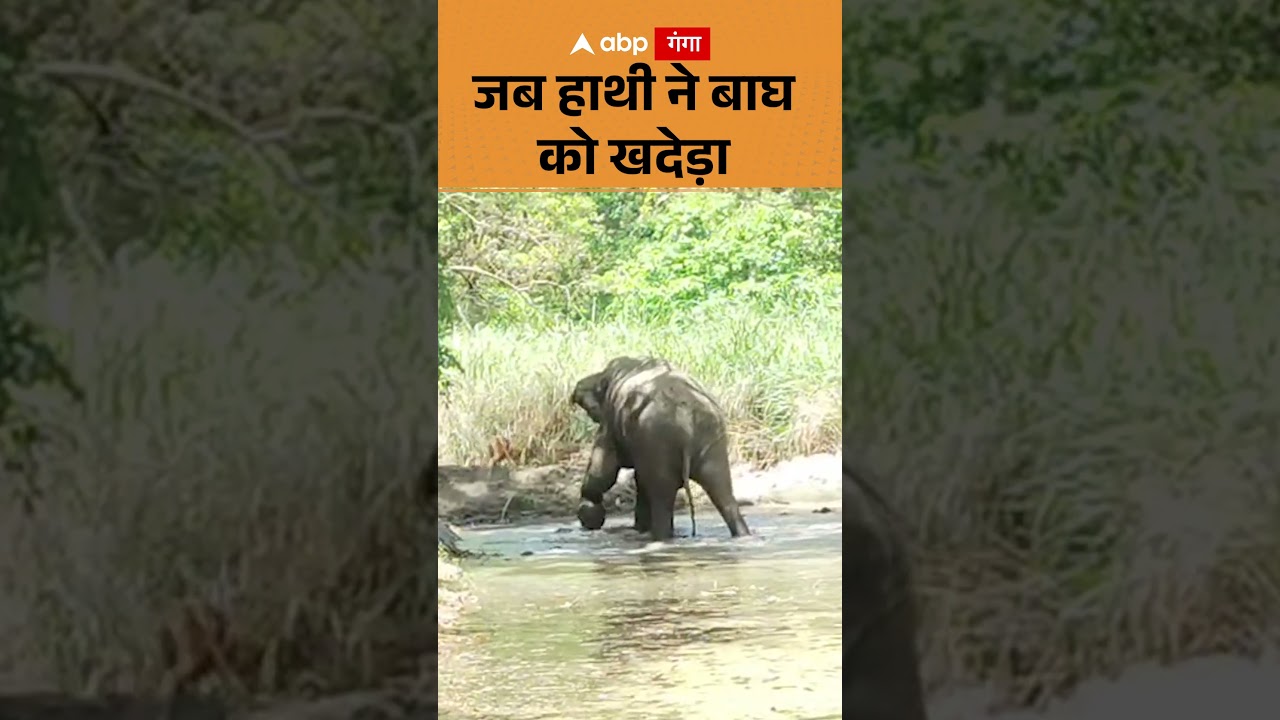 Lakhimpurkheri News : जब हाथी ने बाघ को खदेड़ा | ABP GANGA SHORTS