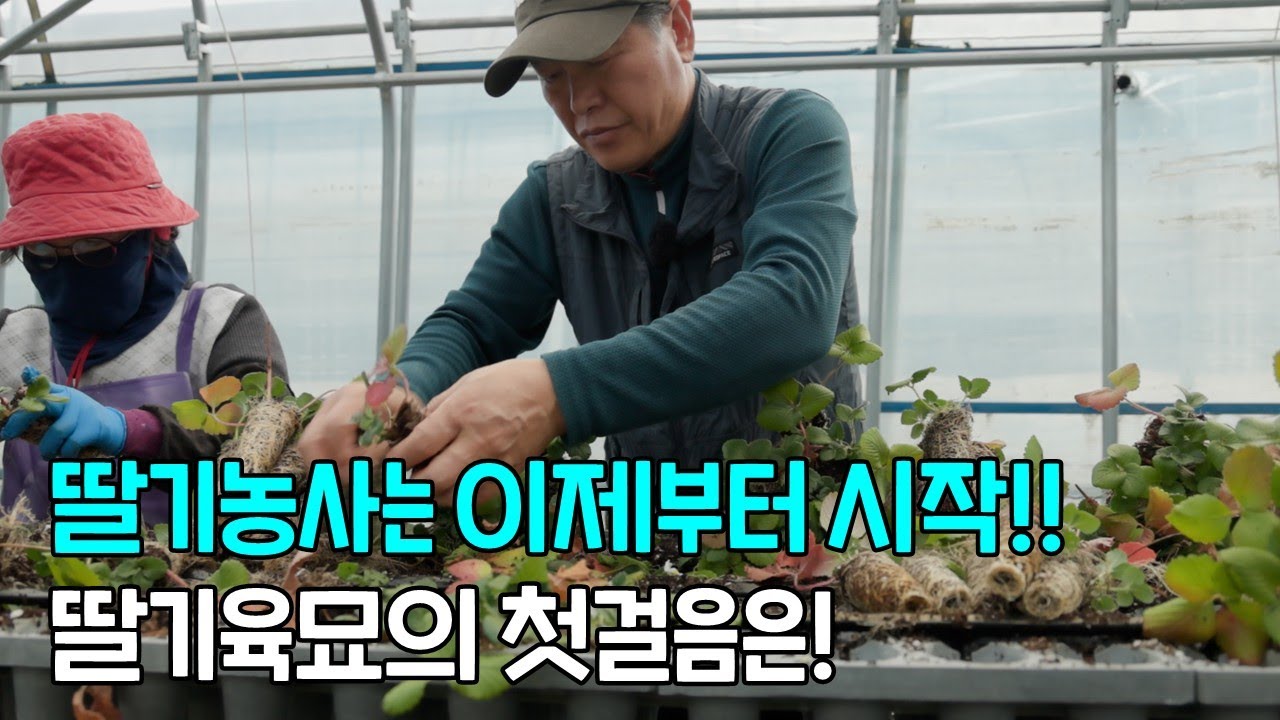 딸기농사는 이제부터 시작! 딸기 육묘의 첫걸음은!
