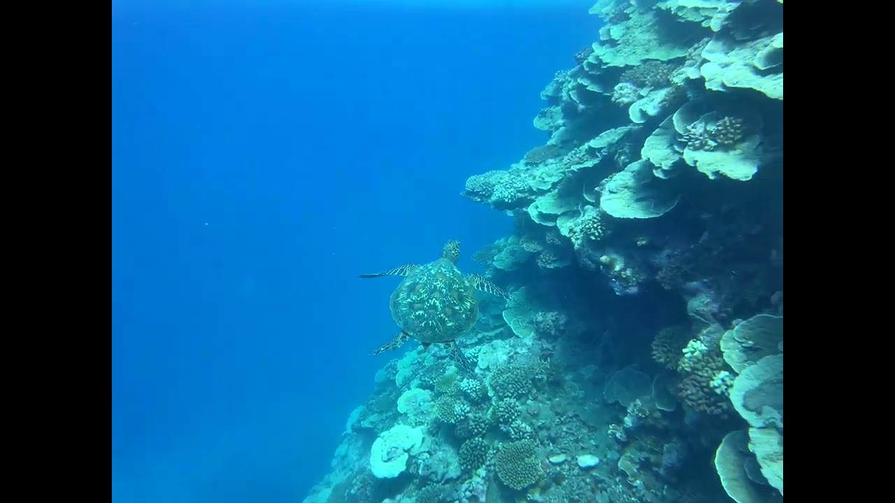 Sea turtle, Tahiti, French Polynesia
