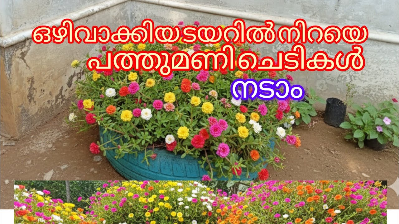 ടയറിൽ നിറയെ പത്തുമണി ചെടികൾ നടാം 🌺🌺🌺🌺