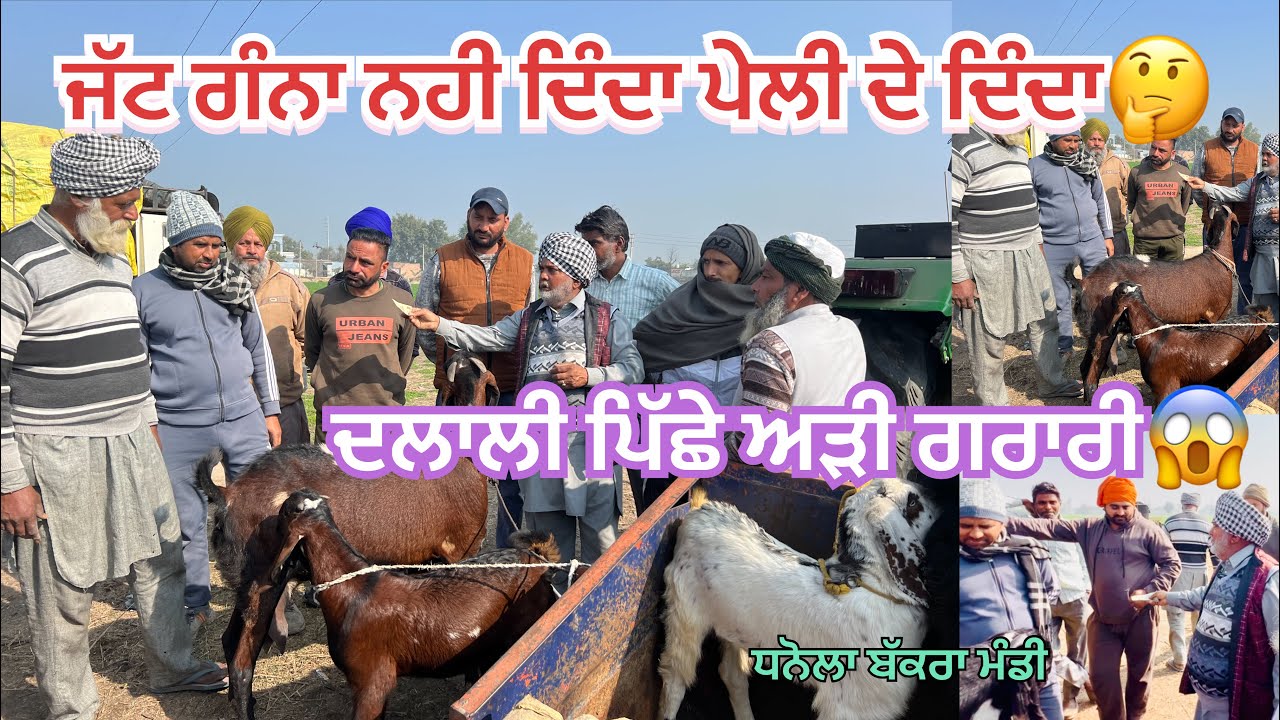 ਸਦੀਕ ਦੀ ਅੜਬ ਜੱਟ ਨਾਲ ਫਸੀ ਗਰਾਰੀ ਕਹਿੰਦਾ ਦਲਾਲੀ ਨਹੀ ਦਿੰਦਾ😱🤔#bakramandi #naveedkhangoatfarm #goatfarming 