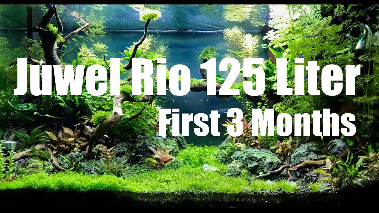 Juwel Rio 125 Liter Aquascape / First 3 Months