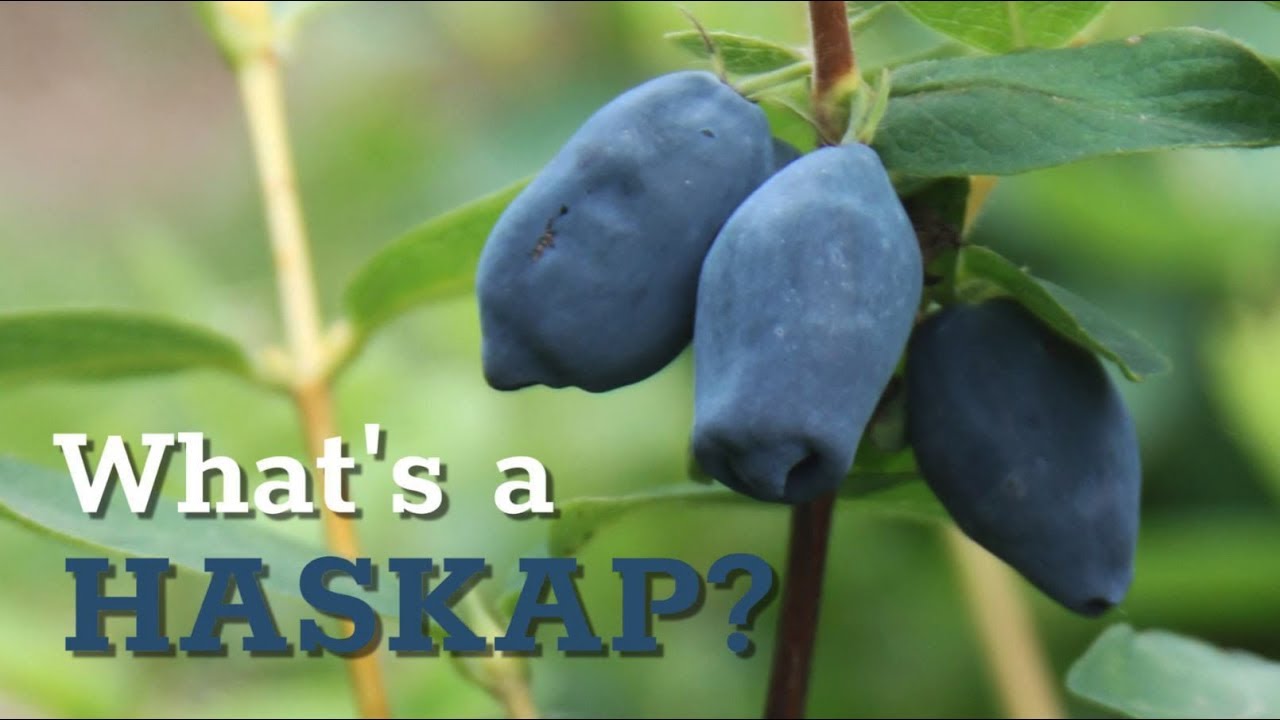 What is a Haskap?