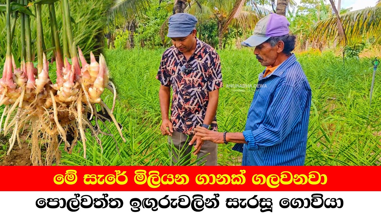 &ldquo;Millions from Ginger Farming in a Coconut Estate!&rdquo;