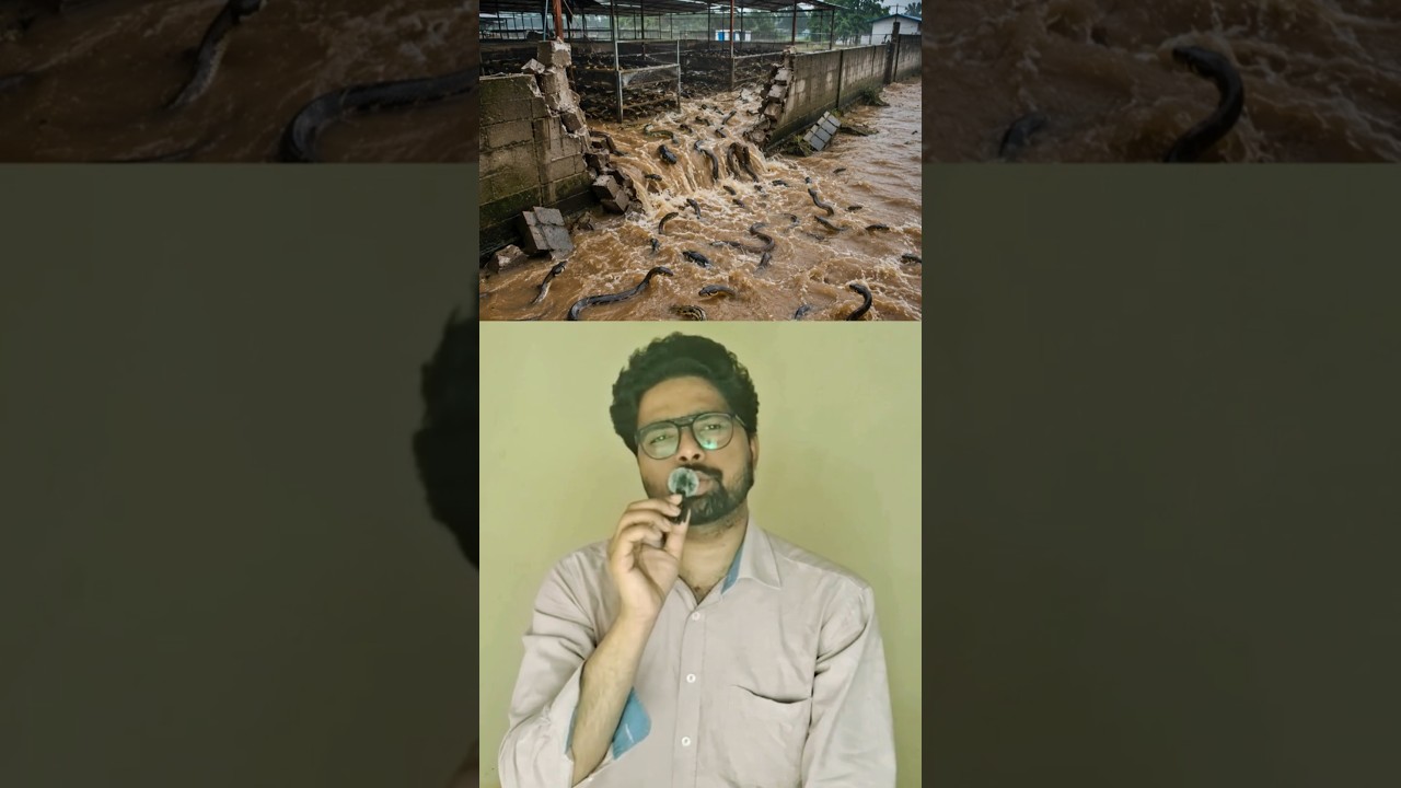 Dark Reality of China's Snake Farming | China Flood
