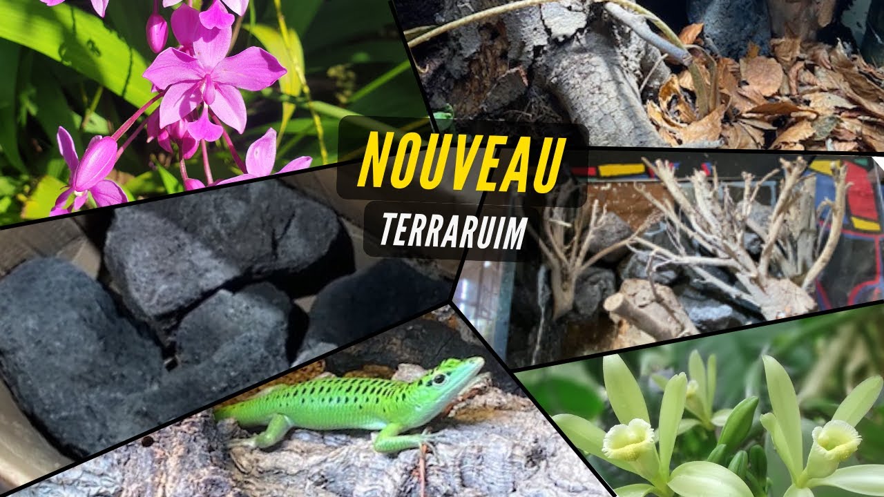 JE FAIS LE DÉCOR DE MON NOUVEAU TERRARIUM ! Vlog Junglesque n°3