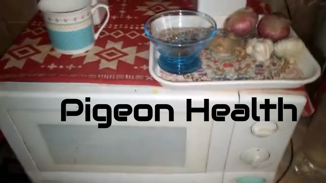 4 Natural products that will keep your pigeons Healthy - Nutritional Recommendations for Pigeons -