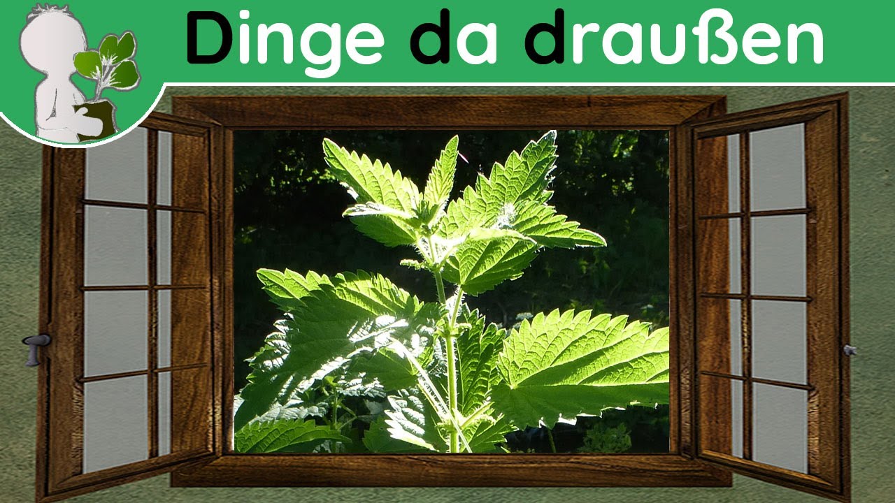 Ddd 053 - Große Brennnessel - Merkmale & Verwendung - Wildpflanzen & Co (Doku 03. Juli)