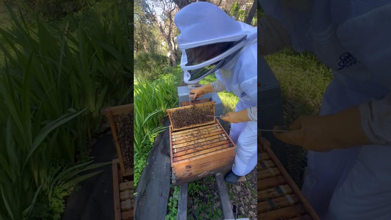 Quand je parle aux oreilles des zazas - SAISON 2026  -  1ère visite