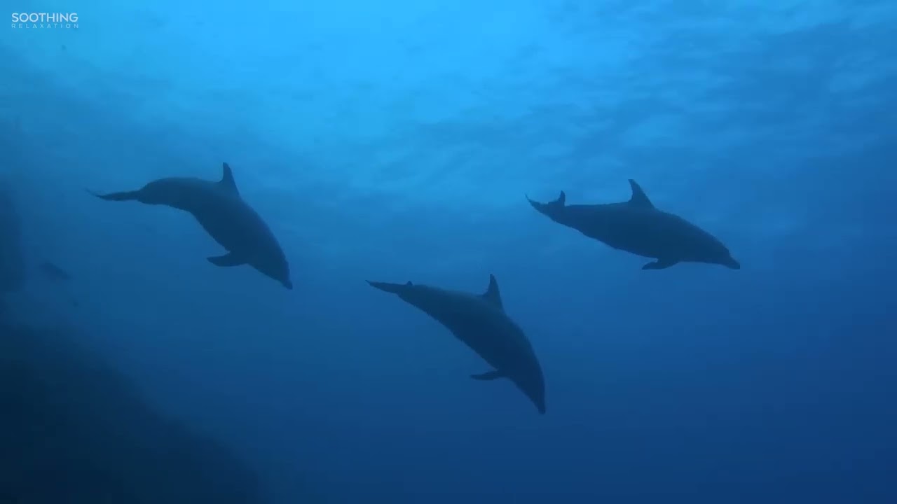 The Meditative Sounds of the Sea -