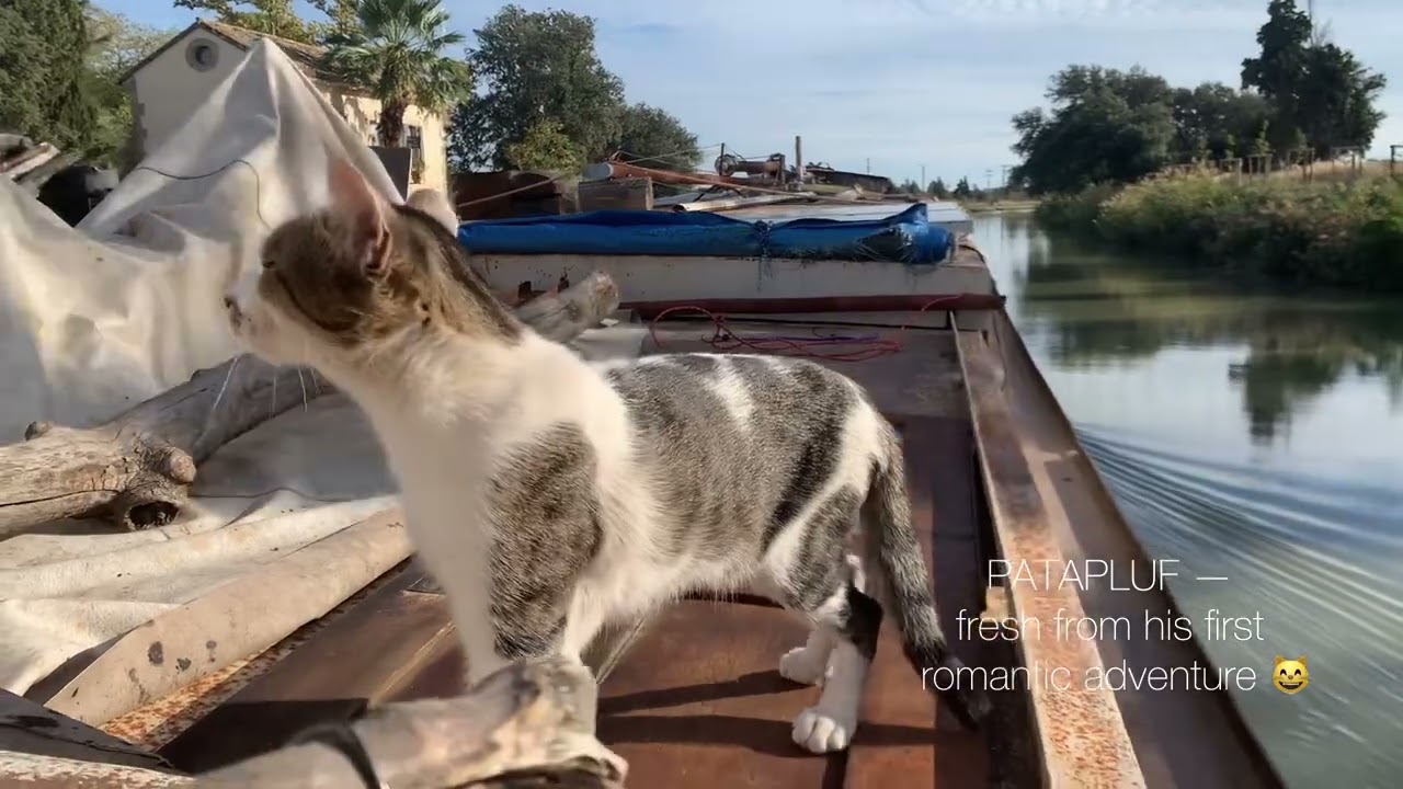 A Magical Moment on the Canal du Midi | Life, Light, and a Little Cat