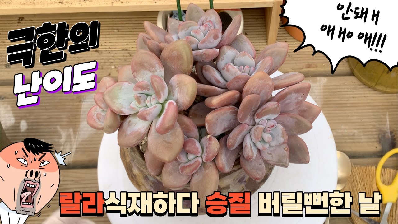 260211[다육식재] 떙그리들중하나 랄라 수형멋대로 잎장멋대로 모아모아 ~ 힘들었네요  초보다육맘에겐 어려운 땡그리들 ~~