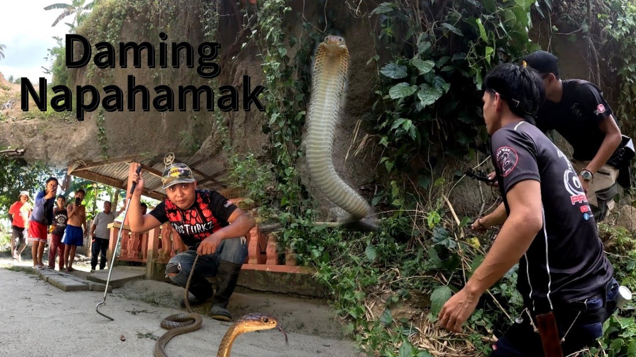 KING COBRA NAHULI NA KASAMA SILA COBRA PRINCE AT TOL COBRA #cobraprince