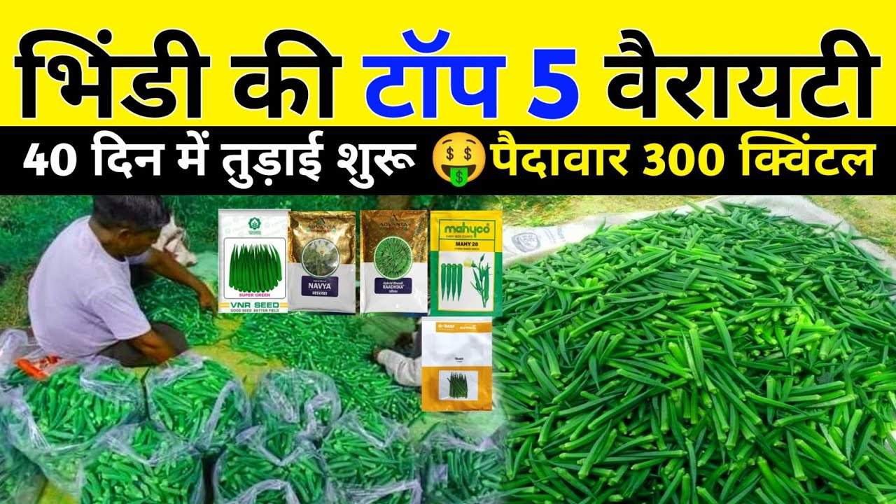सबसे ज्यादा उत्पादन देने वाली भिंडी की पांच वैरायटी | Top 5 hybrid ladyfinger variety | okra seed