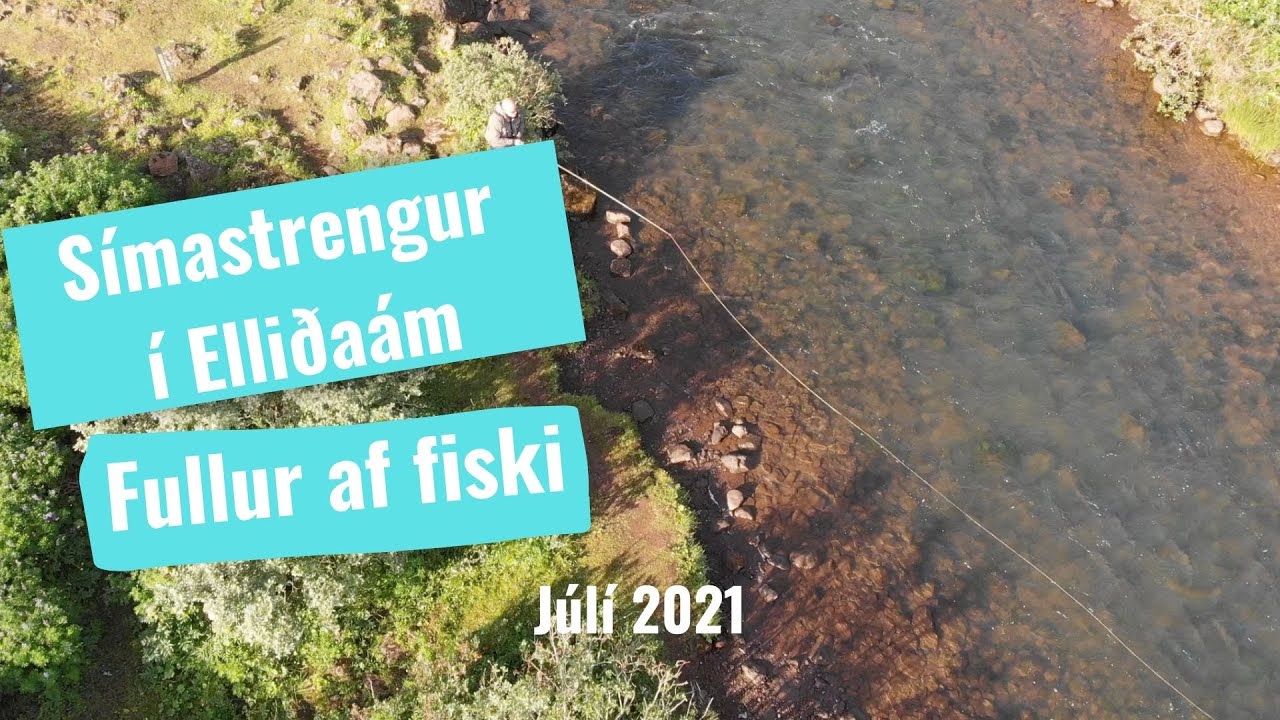 Símastrengur í Elliðaám júli 2021