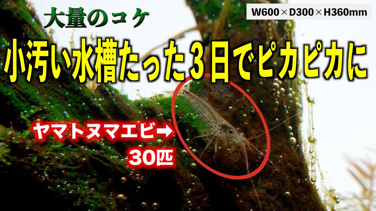 【60cm水槽】コケまみれの汚水槽にヤマトヌマエビ30匹導入したら３日で勝利［アオミドロ水槽］#aquarium #ネイチャーアクアリウム #熱帯魚 #ada #アクアリウム