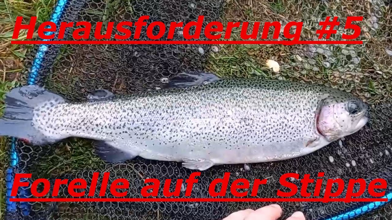 #Forellenangeln mit der #Stipprute am #Forellenteich!  Die Herausforderung #5
