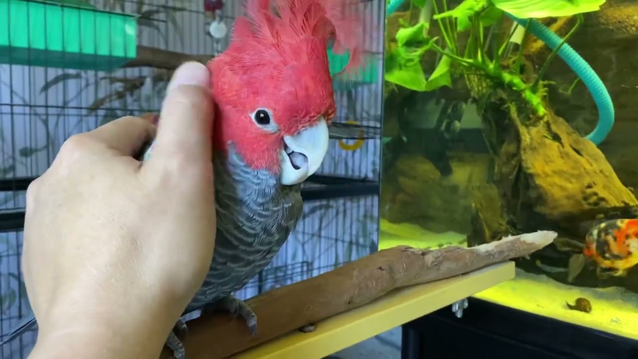 Hello Lots / Mr. Chester Gang-gang Cockatoo / Parrot Pet / Talks / Aussie Native / Bird / Talkative