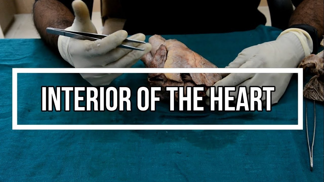 Heart 2 - Interior of the Heart