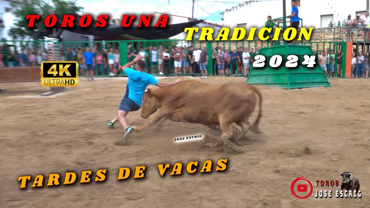 😮&zwj;✅ FESTEJOS POPULARES CON TOROS Y VACAS