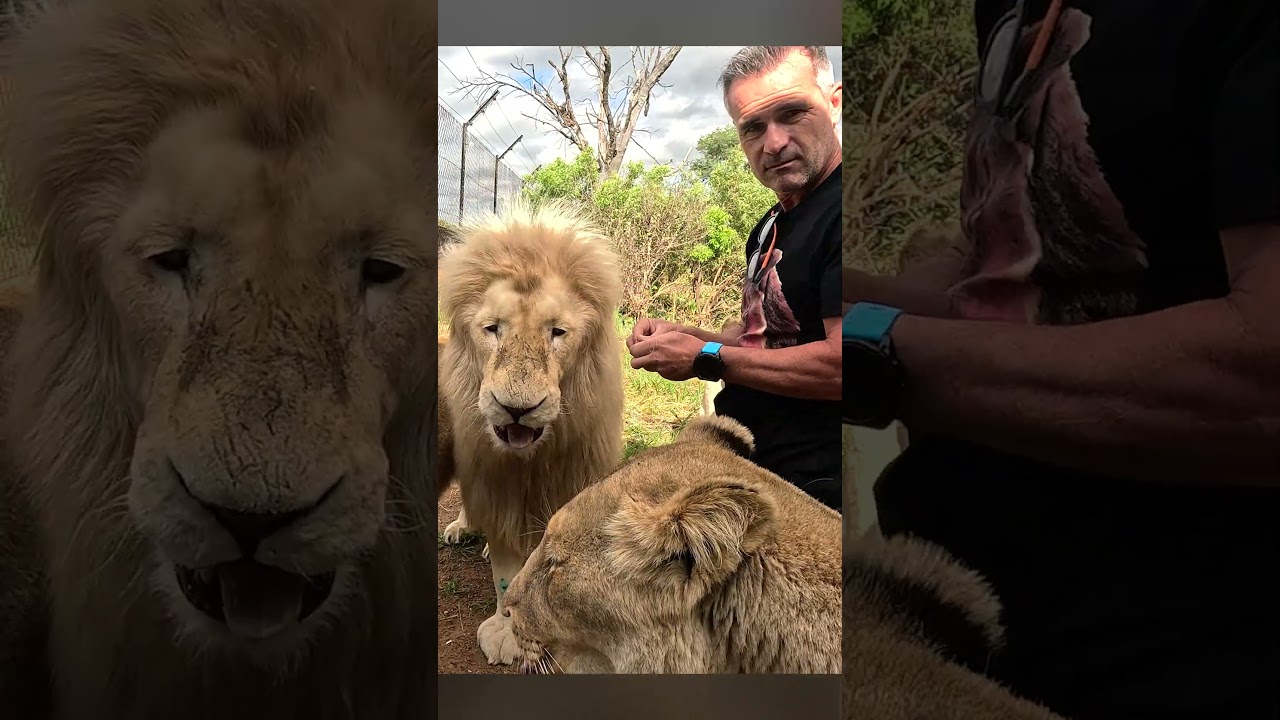 Feeding Eggs to 6 LIONS #cat #wildlife #nature