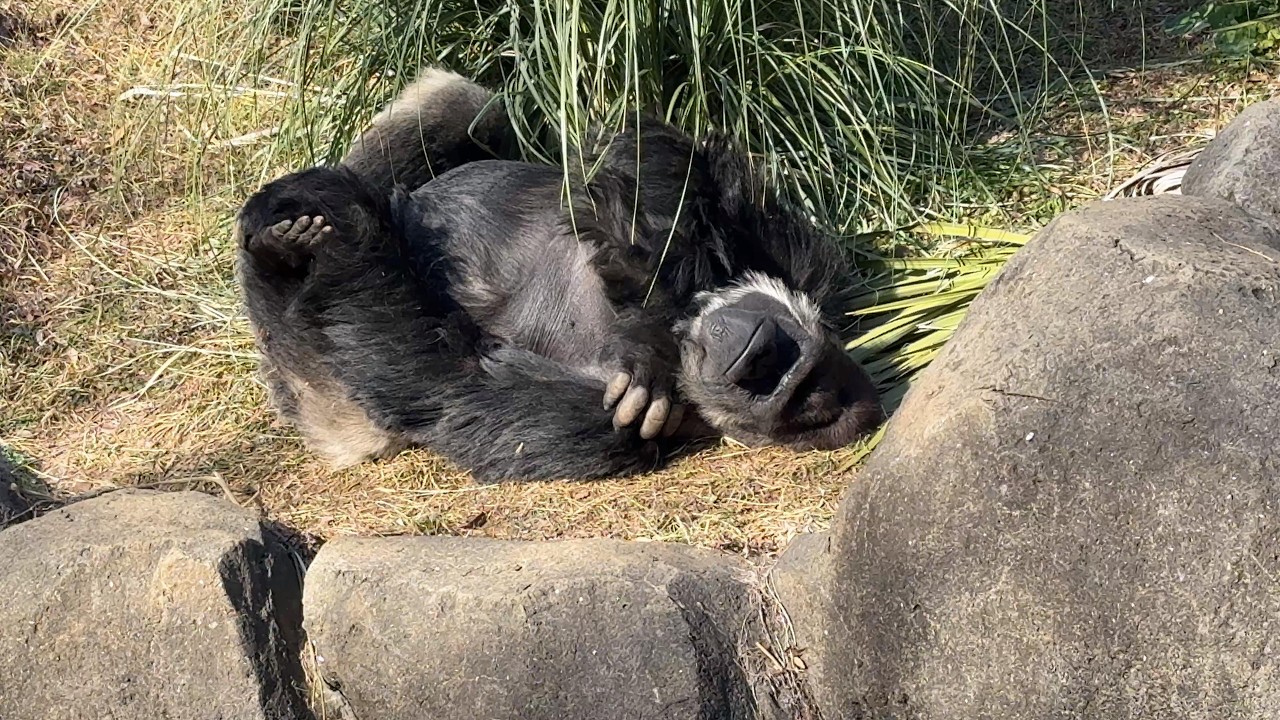 番外編 モモカちゃん覗いたらモンタさん寝てた【番外編】【千葉市動物公園】ゴリラ
