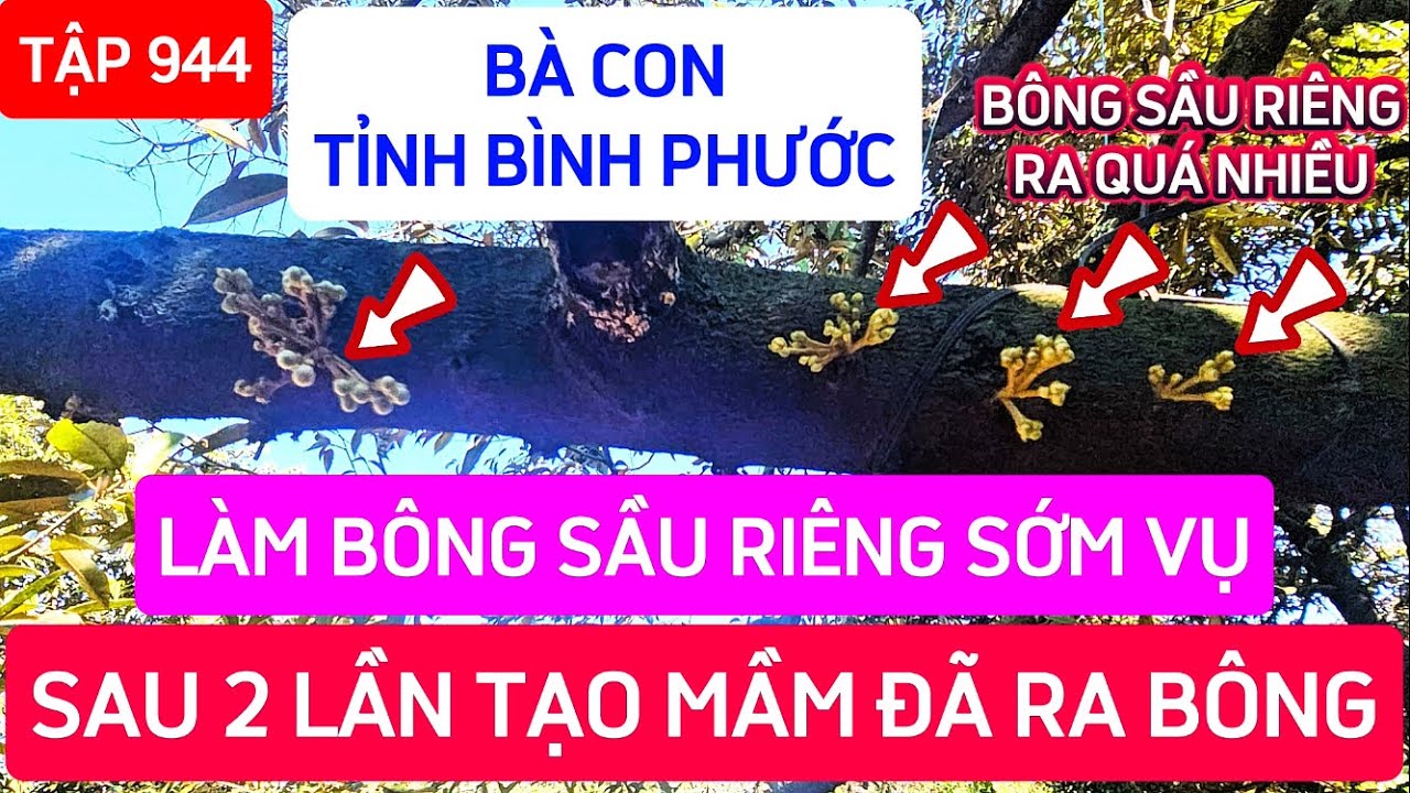 TẬP 944 BÀ CON TỈNH BÌNH PHƯỚC LÀM BÔNG SẦU RIÊNG SỚM VỤ, SAU 2 LẦN TẠO MẦM ĐÃ RA BÔNG