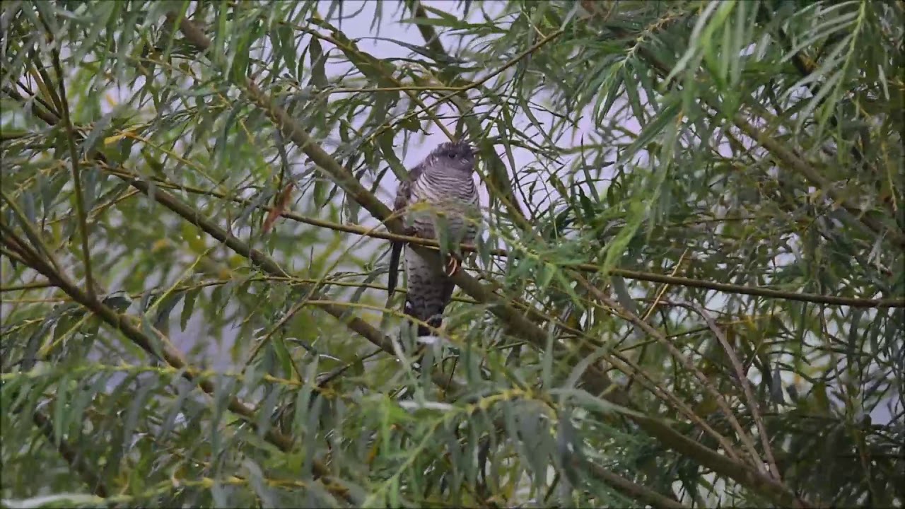 Junger Kuckuck young cockoo in der Lippeaue
