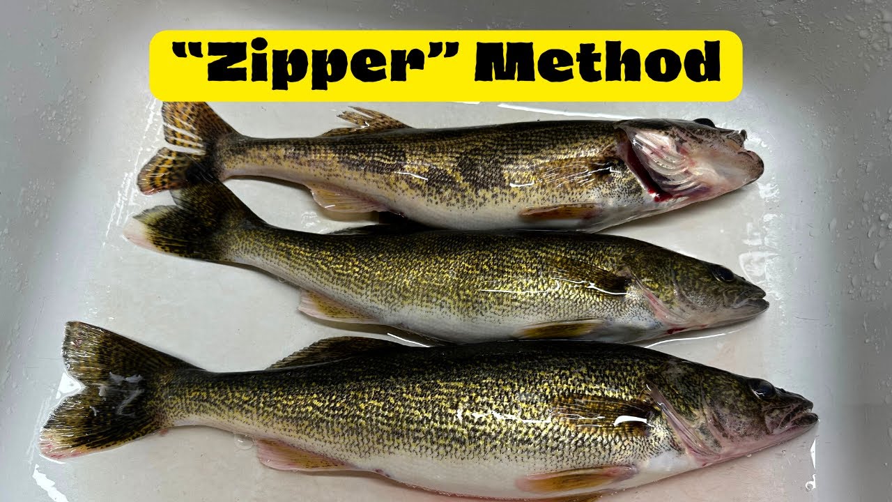 The BEST Technique for Filleting Walleye | Boneless 