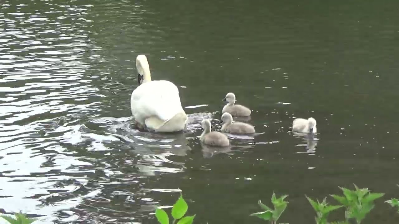 Out With The Kids #waterbirds #muteswans #swancygnets #cygnets #babyswan #cygnusolor #nature