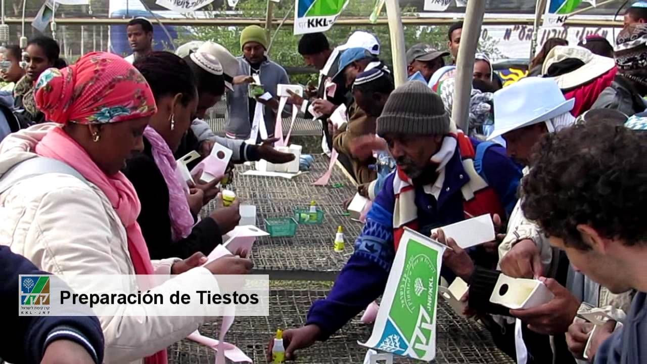 SPANISH: Ethiopian Immigrants Plant Roots in Israel on Tu Bishvat