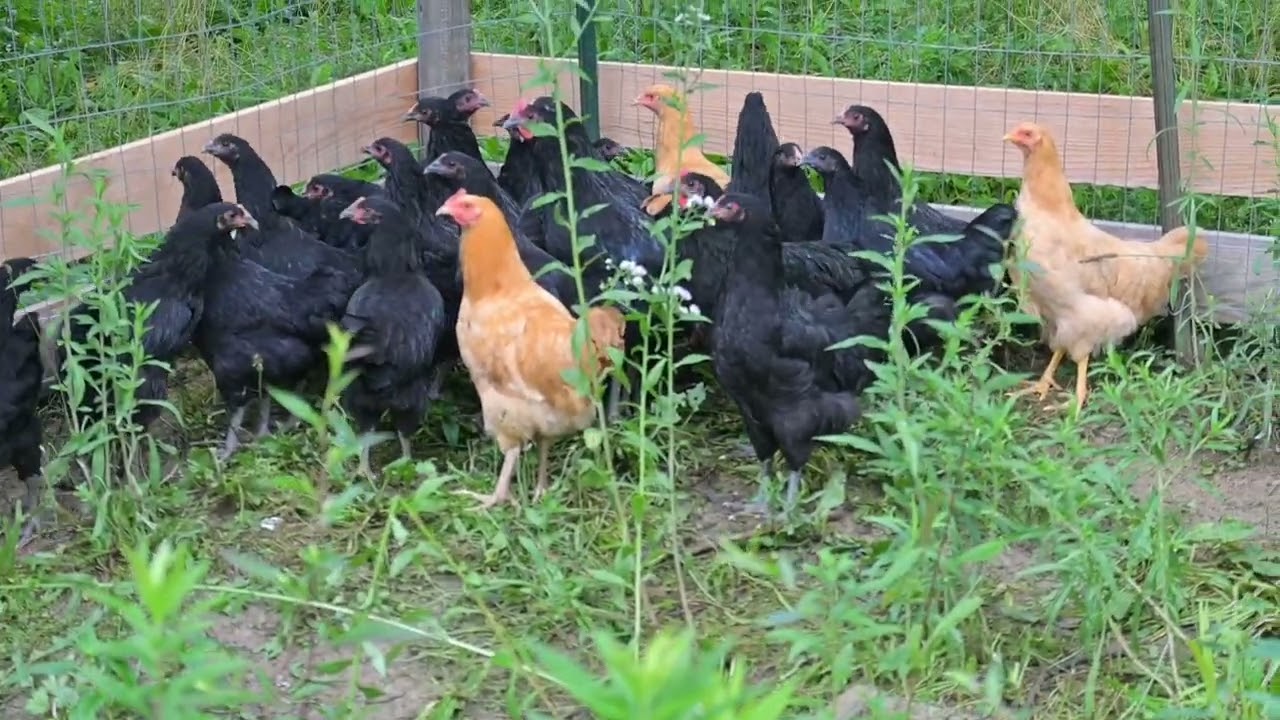 3 Secrets * get your backyard chickens to lay more eggs