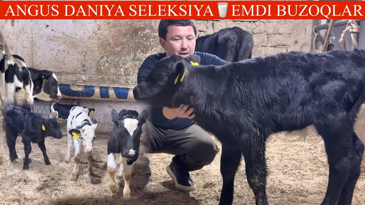 ISLOMJON😳F💥🥛SUT EMDI NASILDOR BUZOQLARI K BUGUN NARXLAR YANADA ARZON🚘DASTAFKASI BOR🔥🏃