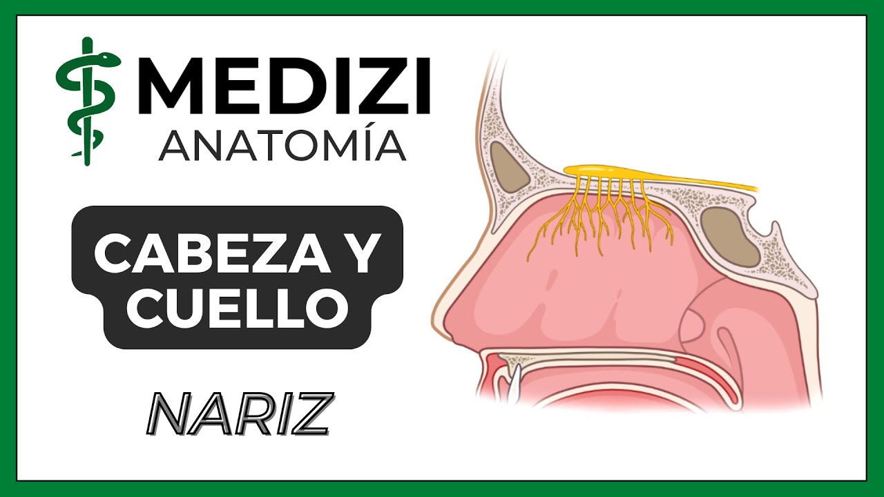 Anatomía de Cabeza y Cuello - Nariz
