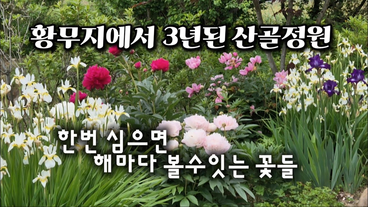 1)-황무지에서 3년된 산골정원/(아이리스 작약 장미)종류들만 모아서/My garden