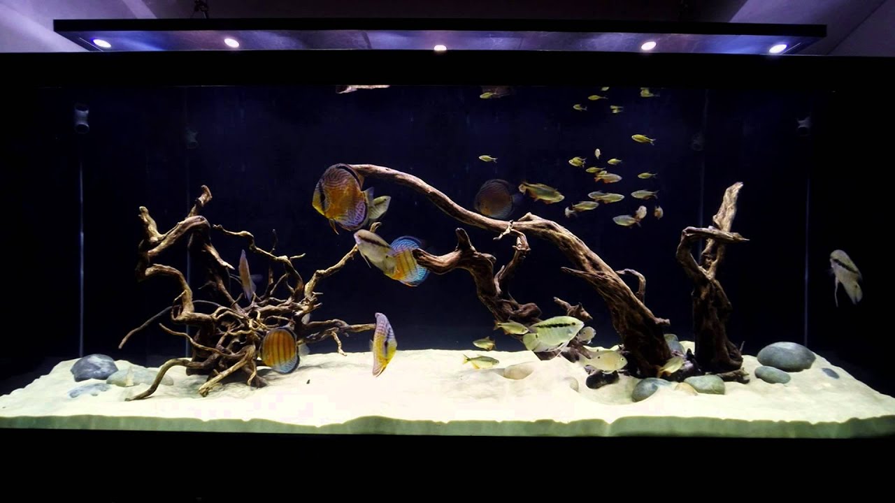 Wild Discus Tank