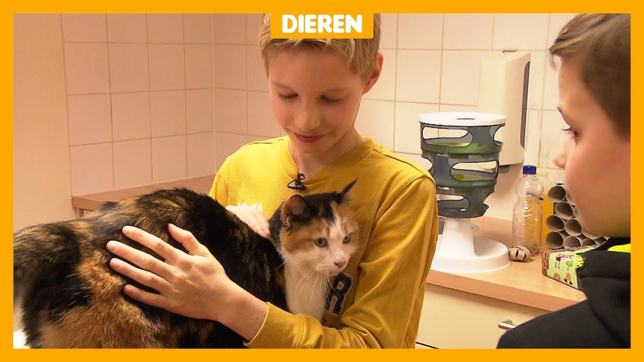 Poes Sjaak was te dik, maar heeft nu weer gezond gewicht