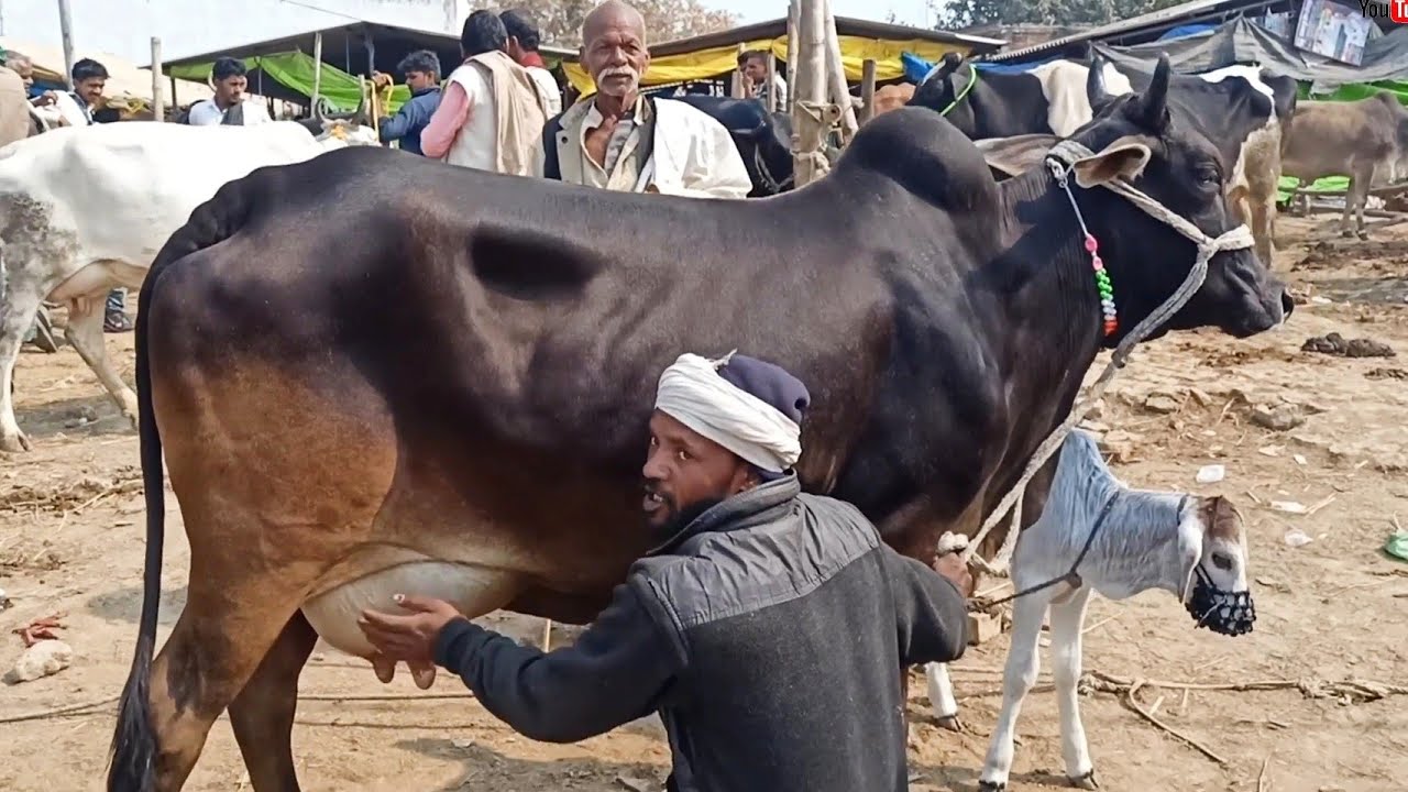 #काली रंग की #देसी गाय चौसा पशु मंडी में | Chausa Pashu Mela | Desi Cow Video | Cow Market in India