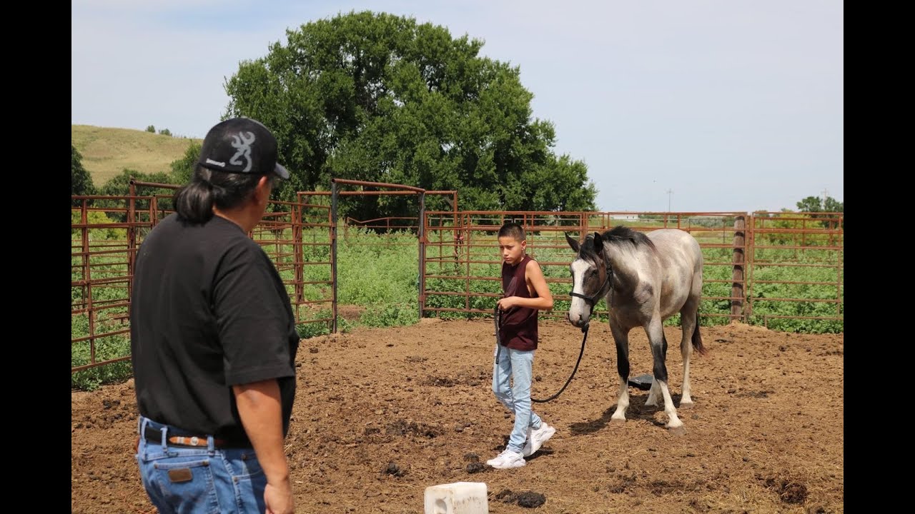 Healing through horses
