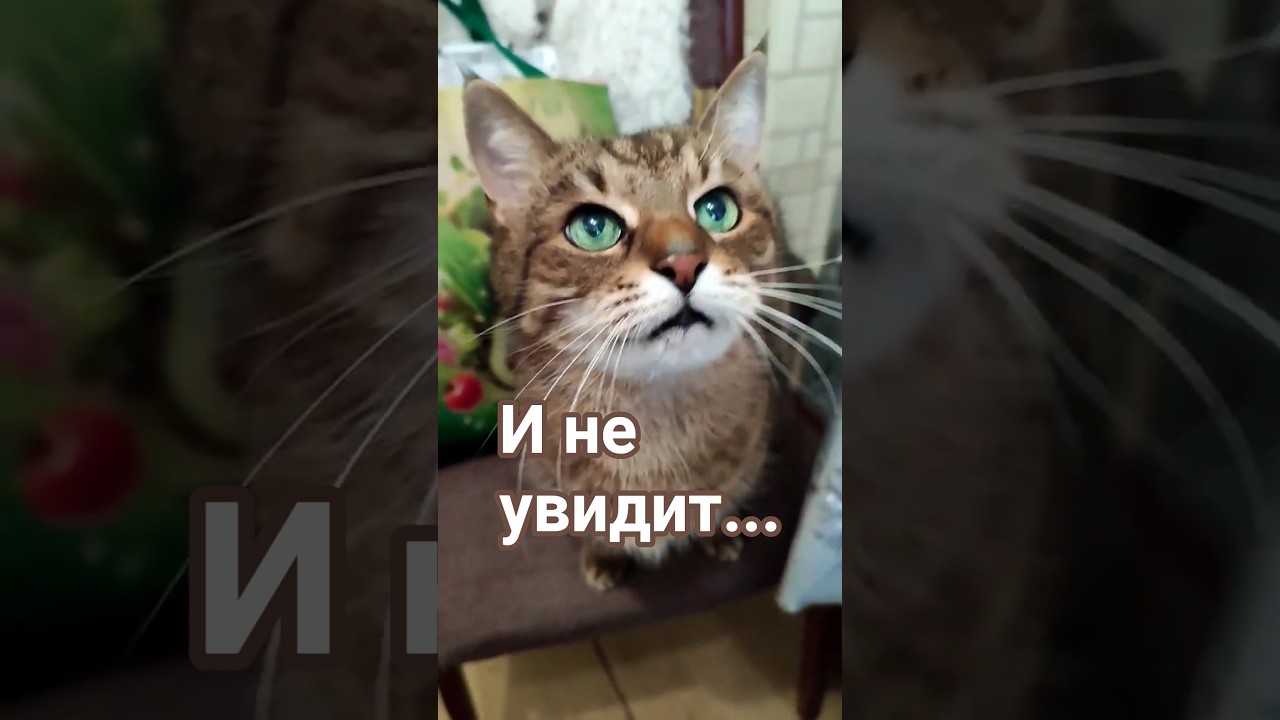 Причина доброты-всегда сытые коты #cat #видосыоткота #прикольныекоты #котики #кот
