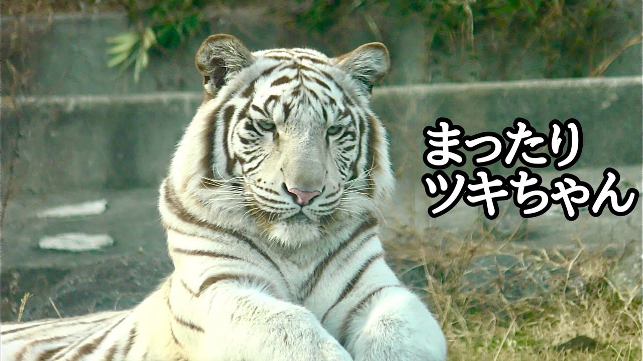 ホワイトタイガー　ツキちゃん　のんびりしている様子です【伊豆アニマルキングダム】White tiger Tsuki-chan Izu Animal Kingdom 